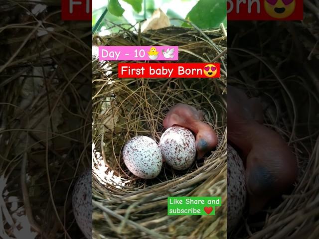 First Baby Born️ #viral #birds #egg #baby #shorts #youtubeshorts