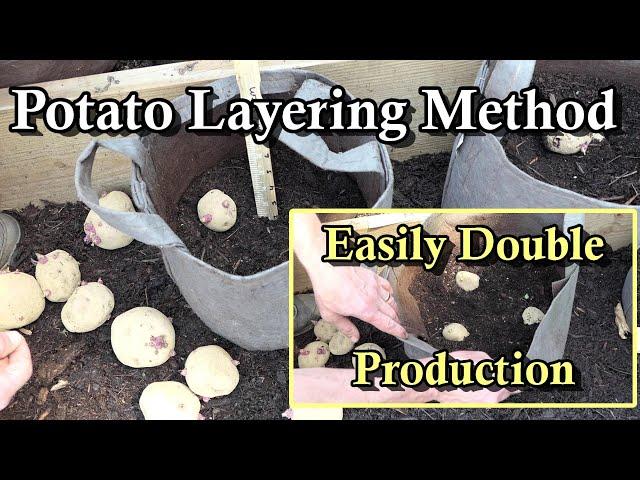 Double Your Potato Harvest by Layering Potatoes in Containers: All the Steps Demonstrated!