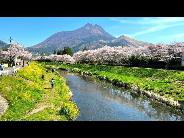 Spring in Yufuin Countryside, 2023 | Cherry Blossom Hunting & Lake Kinrin | Japan Walking Tour