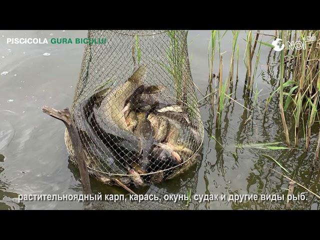 «Piscicola Gura Bîcului», petrece timpul frumos în Moldova