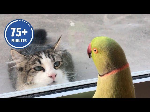 The FUNNIEST Pet Videos of 2023!  | BEST Compilation