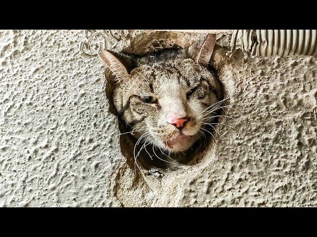 A Curious Cat Head Stuck in a Tiny Hole in the Wall