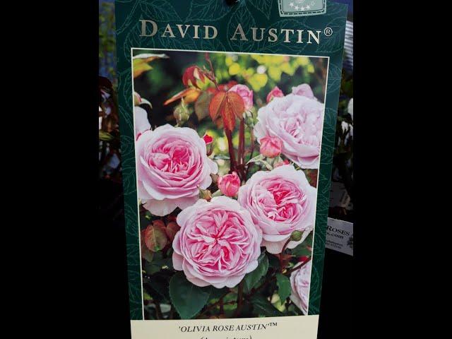 David Austin roses in Tamil language " World oldest language"  @ London Tea Kadai