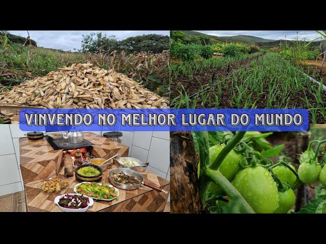 Fui levar  café na roça  | dia de colheita do milho | preparei o almoço | rotina da tarde na horta