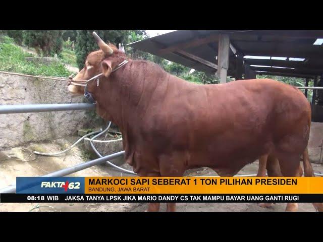 Sapi Pilihan Presiden, Beratnya 800-1000 Kilogram - FAKTA+62