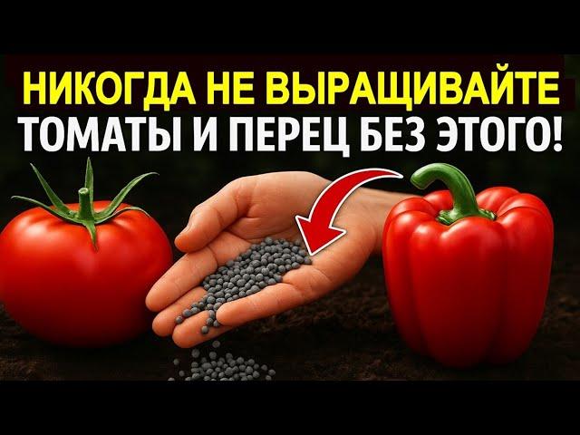 Никогда не выращивайте томаты и перец без этого! Рассада крепкая урожайная в 5 раз выше 10 рецептов
