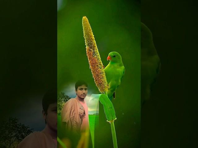 Beautifull nature green | Shorts | Guide to Editing Videos on YouTube"