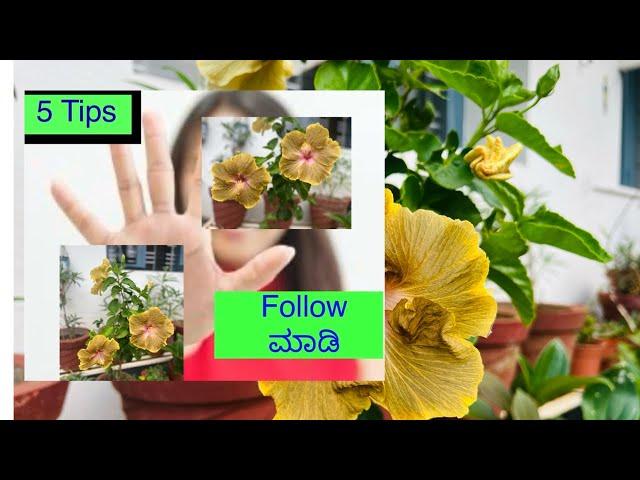 ದಾಸವಾಳ  ಗಿಡದಲ್ಲಿ ತುಂಬ ಹೂವು ಬರಲು ಈ 5 Tips ನ Follow ಮಾಡಿ ನೋಡಿ / Hibiscus growing tips