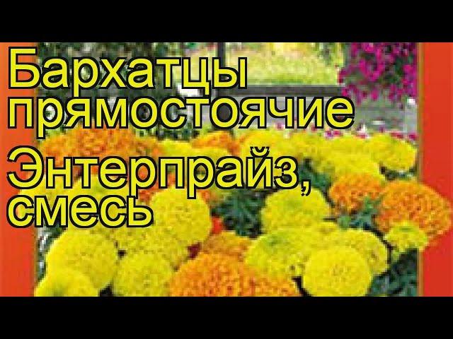 Бархатцы прямостоячие Энтерпрайз. Краткий обзор, описание характеристик tagetes erecta