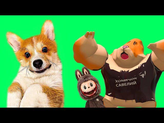КОРГИ КОРЖИК ПРОТИВ МОНСТРОВ!! Лучшие серии весны!!