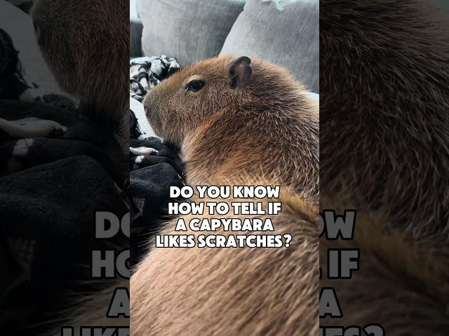 Back Scratches Are The Best