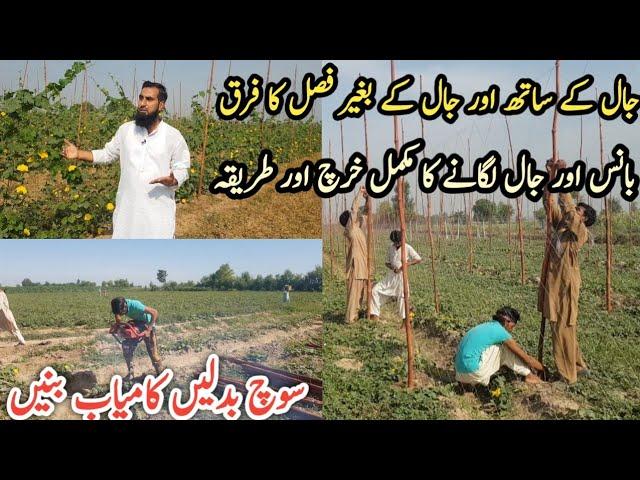 bamboo farming detail |Vertical farming advantages |Weeds control method |IR FARM, Hindi/Urdu