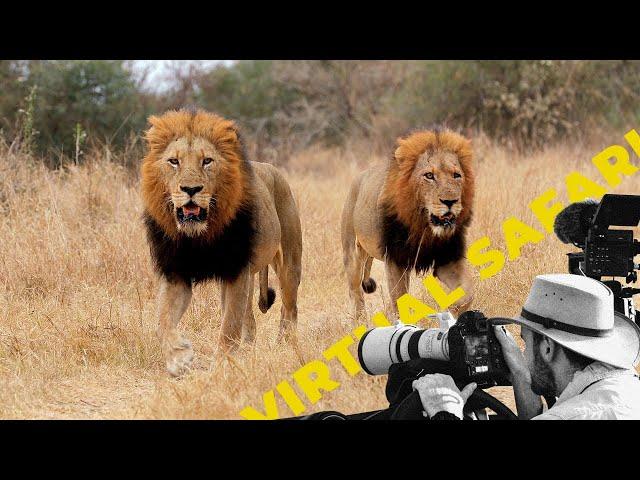 Epic Safari: Lions on the Move- Virtual Safari #236