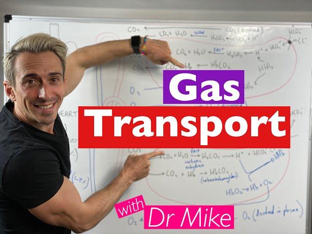 Gas Transport