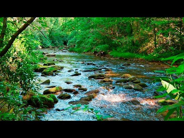 Sonidos del Bosque - Relajarse - Sonidos de la Naturaleza