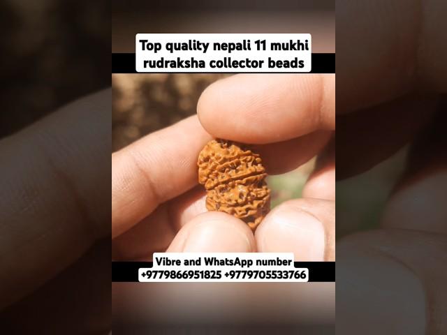 Top quality nepali 11 mukhi rudraksha collector piece #youtubeshorts #shorts #rudraksha