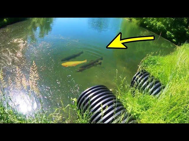 FISH of my DREAMS in a CLEAR WATER POND!!!