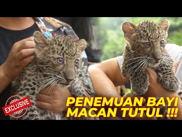 MASYA ALLAH..PERTAMA KALI GENDONG BAYI MACAN TUTUL JAWA YANG TERLANTAR  BEGINI KISAHNYA..