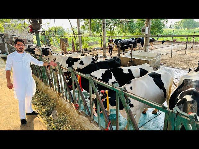 Some Special HF cows at our Farm || Gurwinder Dairy Farm