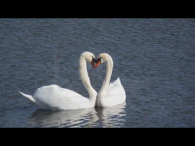 Los Iracundos - El Lago de los Cisnes