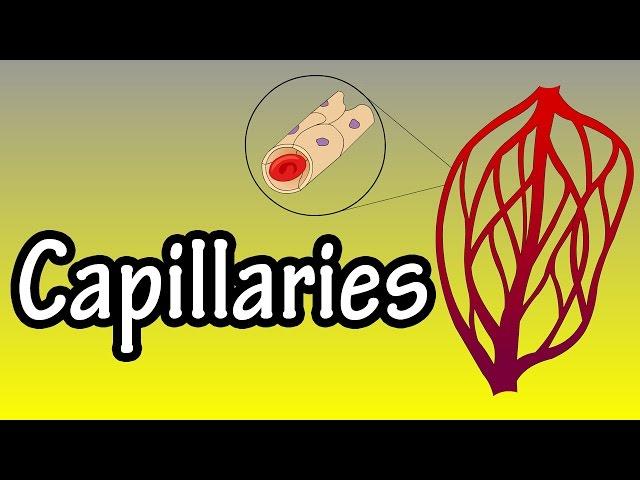 Capillaries - What Are Capillaries - Functions Of Capillaries