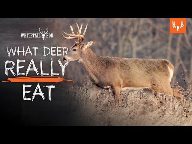 What Deer Really Eat and Why it Matters | Whitetail EDU with Mark Kenyon and Tony Peterson