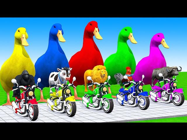 5 Giant Duck Cartoon, Cow, Elephant, Tiger, Paint Wild Animals Crossing Fountain Animation