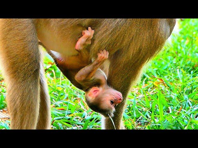 Wow!! Newborn Baby LiLy tries to hug Mom tightly Because She is scared Mom Leave her alone.