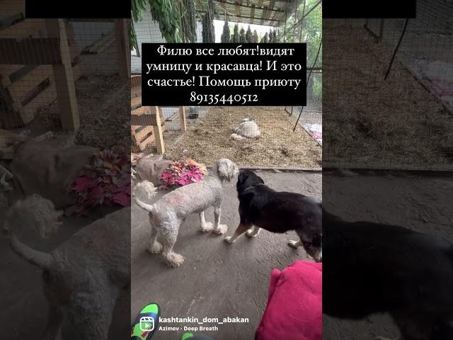 Сказки из жизни приют Хакасия помощь старикам и инвалидам! 89135440512