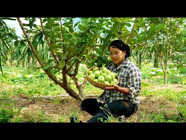 Collect firewood, harvest guava and grapefruit, go to the market to sell.