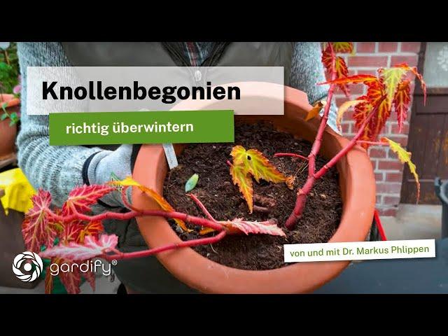 ToDo YT Overwintering tuberous begonias 20211125