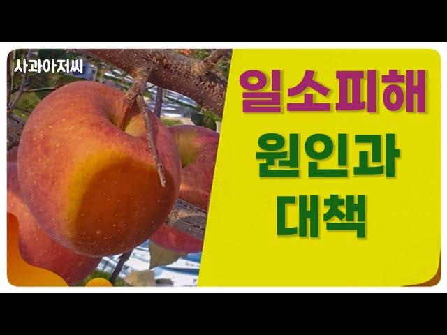 일소피해 원인과 대책 / 반사필름에 의한 일소현상