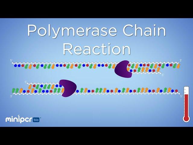 What is PCR? Polymerase Chain Reaction | miniPCR bio™