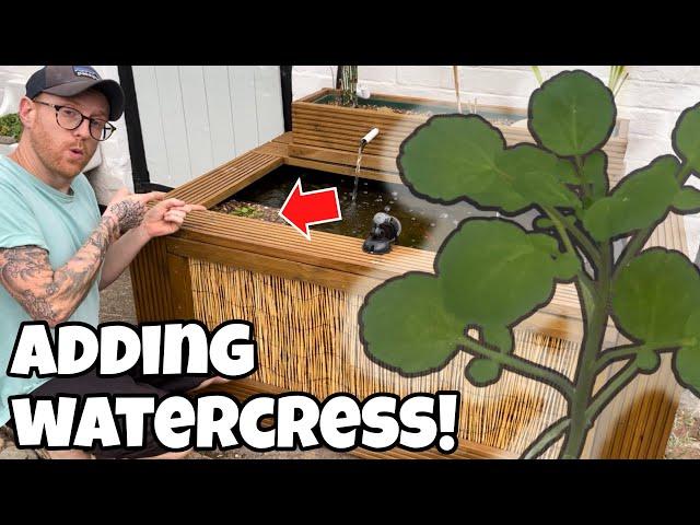 The BEST way to PLANT + GROW WATERCRESS in a Pond!