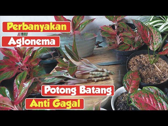 CARA MENCACAH AGLAONEMA VENUS DAN LIPSTIK