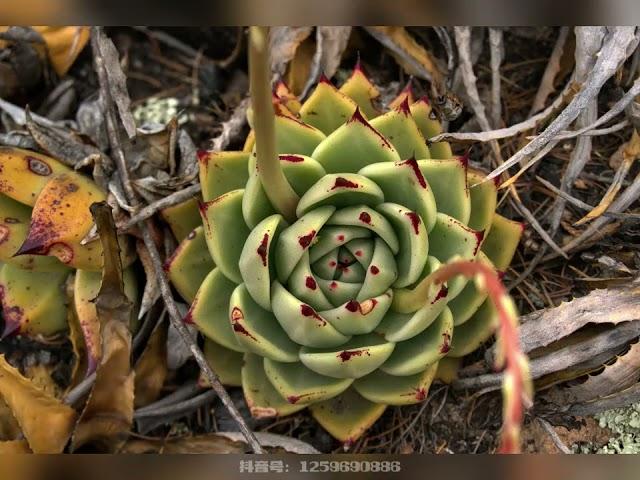 多肉植物-东云 #山野自然 #多肉植物 #花卉绿植