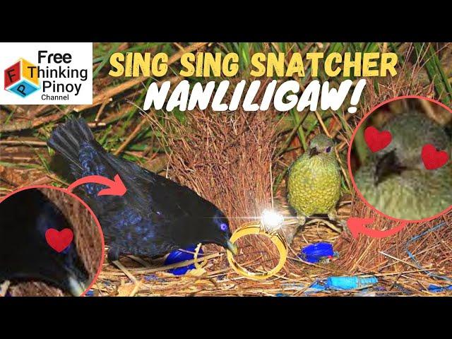 KAKAIBANG IBON NA SA AUSTRALIA MO LANG MAKIKITA | Bowerbird, Lyrebird, Cockatoo, Buzzard at Emu