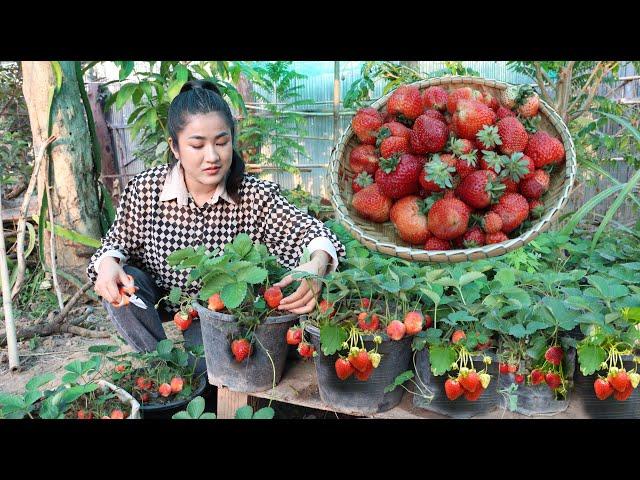 Harvest strawberry from vegetable garden for my recipe - Cooking with Sreypov