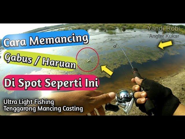 Mancing Gabus (Snakehead Fish) Eps19 - Ultra Light Fishing Kukar