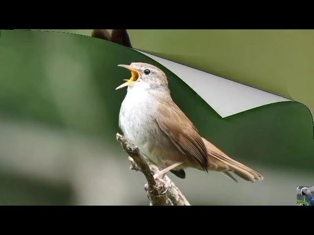 Голоса птиц: Широкохвостая камышовка, или широкохвостка