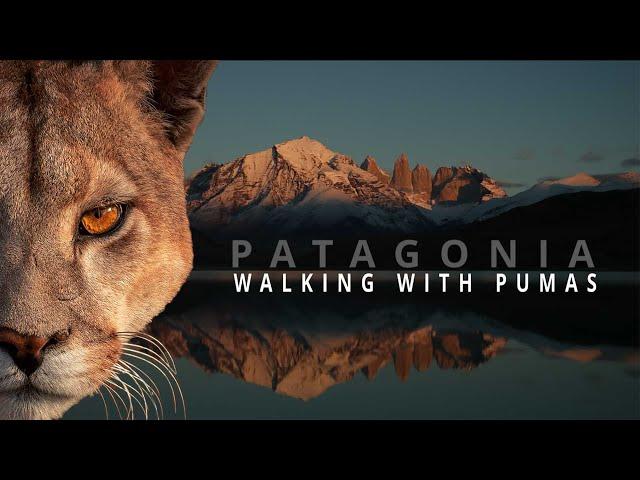 Pumas of Patagonia – An Epic Wildlife Adventure in Torres del Paine