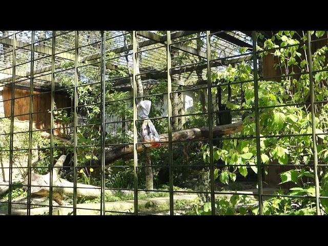 Tierpark Chemnitz Fütterung Persicher Leopard