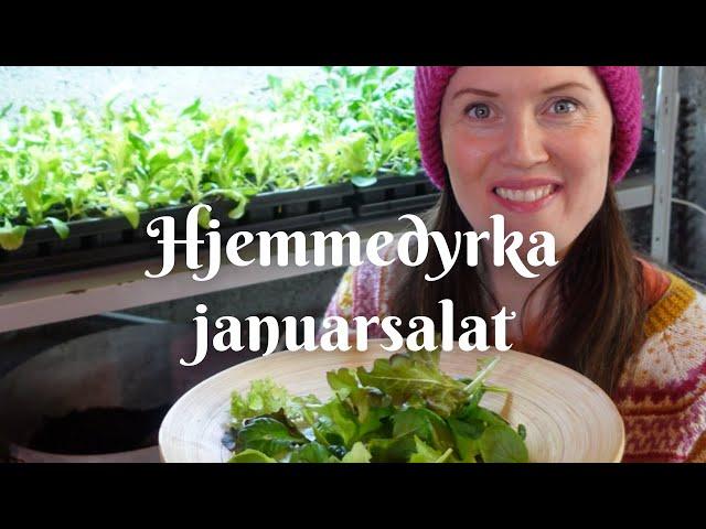 Hjemmedyrket januarsalat