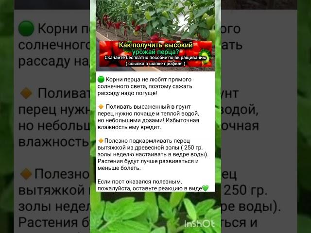 основные секреты выращивания болгарского перца.