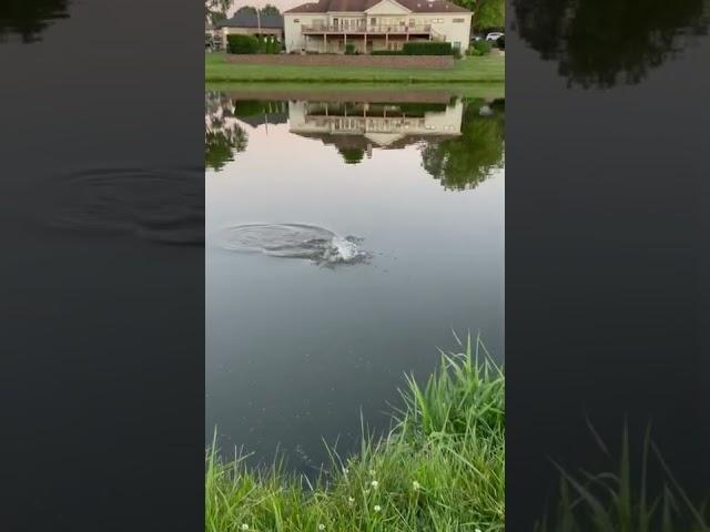 A lot of fight in a tiny fish!!  #outdoors #fun #bassfishing #fighting #fishing #topwater