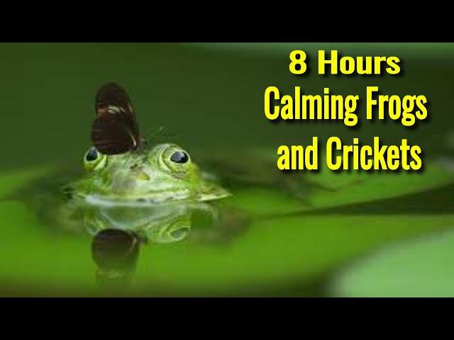 Night Ambient Sounds, Frog, Cricket, Swamp Sounds at Night, Sleep and Relaxation Meditation Sounds