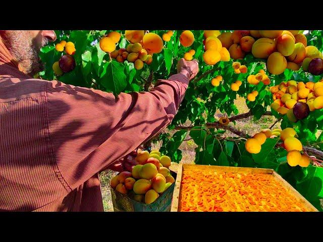 From Orchard to Table: Village Harvesting : Secrets of Picking Apricot and plums  For Dried fruit