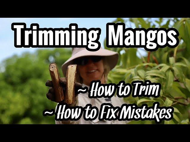 Trimming Mangos: How to Trim and How to Fix Mistakes