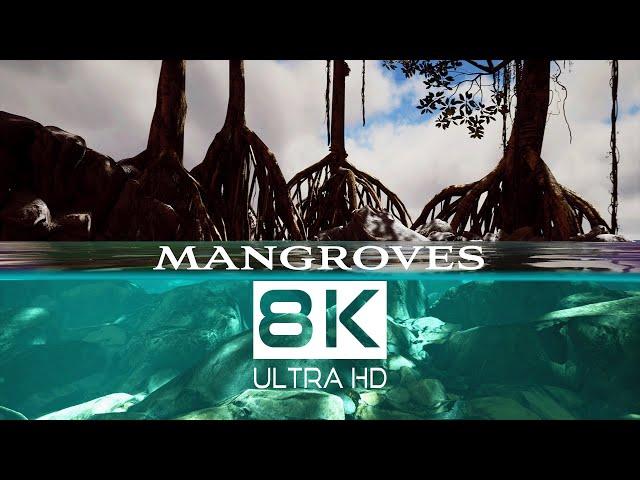 MANGROVE HABITATS: 8K Nature Documentary | Cine Animals