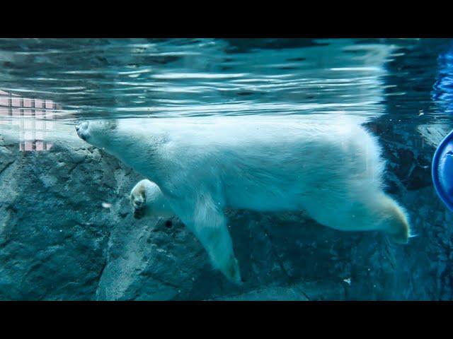 Asahiyama ZOO | Hokkaido JAPAN